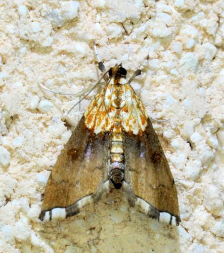 Agrotera nemoralis